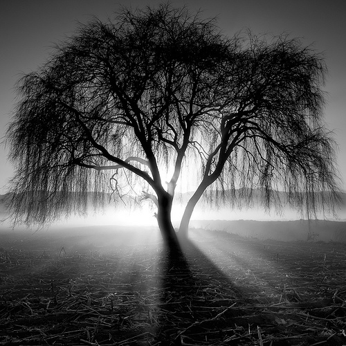 A Thousand Years